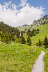 Grindelwald, Berner Oberland, First, Waldspitz, Bort, Wanderweg, Naturweg, Blumenpfad, Alpenkr&auml;uter, Bergwiesen, Alpen, Sommer, Schweiz