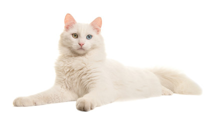 White turkish angora odd eye cat lying down seen from the side looking at the camera isolated on a...