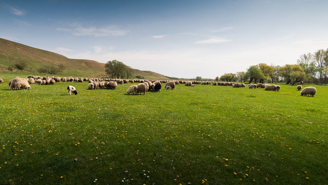 Herd of sheep on pasture in spring