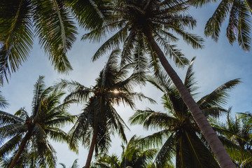 Fototapeta na wymiar Green palms under the bright summer sun