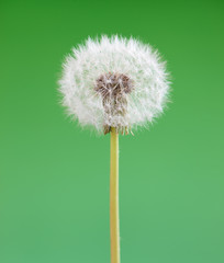 Dandelion flower on green background. One object isolated. Spring concept.