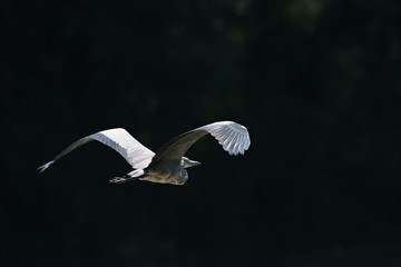 Gray Heron Ardea cinerea in flight	