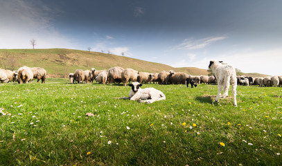 Obraz premium Herd of sheep on pasture in spring