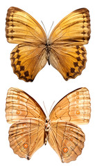 Top View of Spread Butterfly