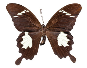 Top View of Spread Butterfly