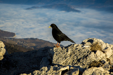 Chocard à bec jaune (Isère)
