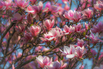 blooming Magnolia Flowers at Spring