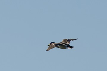 Duck in flight