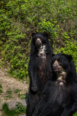 Obraz na płótnie Canvas Black bear cubs playing and fighting