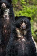 Fototapeta na wymiar Bear cubs playing and fighting standing up on 2 legs