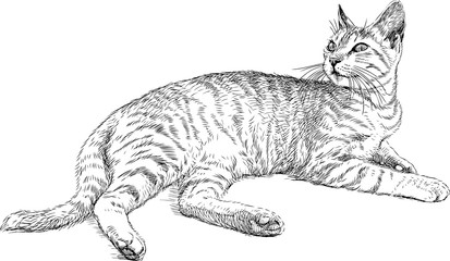 lying domestic cat © asmakar