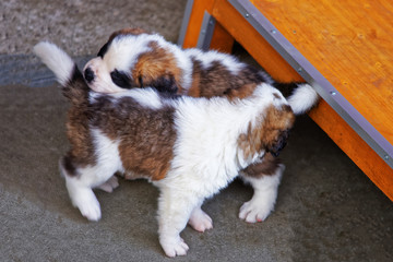 Saint Bernard small puppies playing at breeding kennel in Martigny