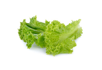fresh green lettuce leaf on white background