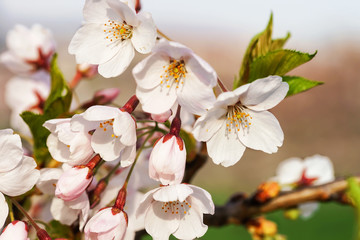 Tender Sakura or cherry tree flowers bloom springtime sunny day
