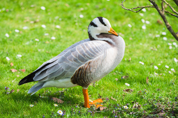 Bar-headed Goose, Anser indicus, goose on the lawn in springtime