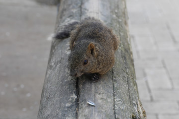 squirrel(Callosciurus)