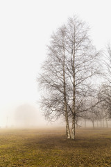 Obraz na płótnie Canvas Mist and tree