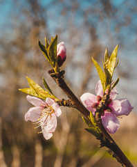 Branch of the blossoming peaches. Spring time.