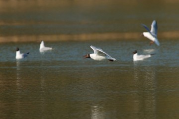 Fototapeta na wymiar Seagull flying over the lake
