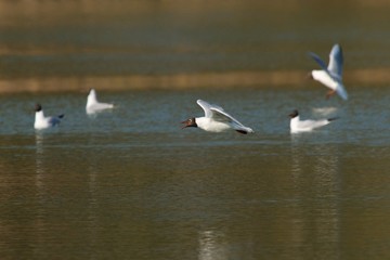 Seagull flying over the lake