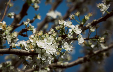 Blossoming branch
