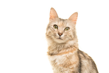 Tabby turkish angora cat portrait looking at the camera isolated on a white background