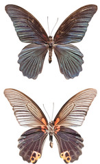 Obraz premium Top View of Spread Butterfly