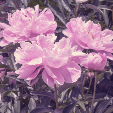 Pink peonies on a bed in the park © lms_lms