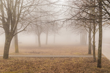 Mist in park