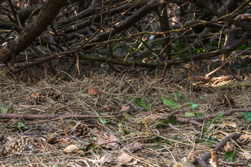 Waldboden im Unterholz