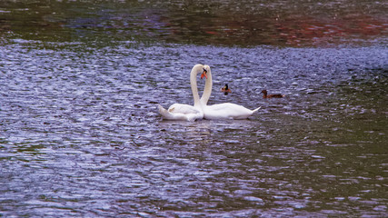 Swan couple in water canal