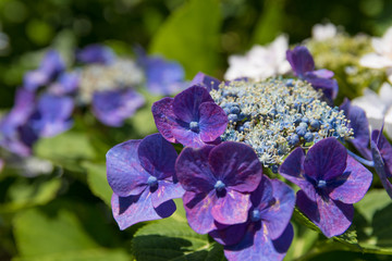 紫陽花