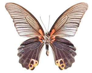 Top View of Spread Butterfly