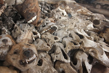 Skulls and Voodoo paraphernalia, Akodessawa Fetish Market, Lomé, Togo / This market is located in Lomé, the capital of Togo in West Africa and is is largest voodoo market in the world.