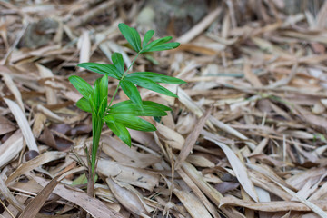 Small rattan tree with dry leaf bamboo background.