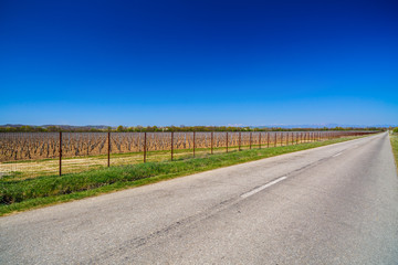 landscape with a culture of vines in spring time