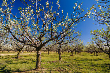 landscape with a beautiful orchard of plum trees in bloom, spring