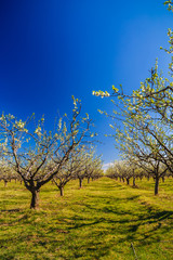 Fototapeta premium landscape with a beautiful orchard of plum trees in bloom, spring