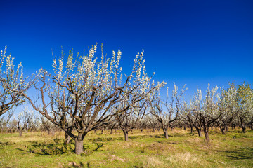 Fototapeta premium landscape with a beautiful orchard of plum trees in bloom, spring