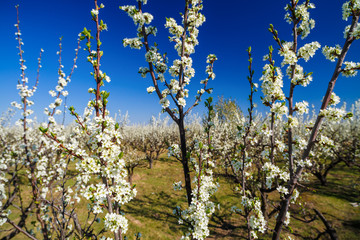 landscape with a beautiful orchard of plum trees in bloom, spring