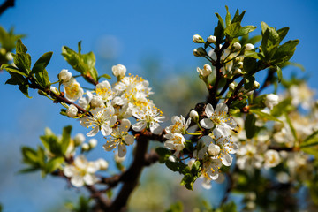beautiful plum blossom on blue sky