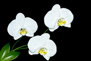 Fototapeta na wymiar Orchid flower isolated on black background.