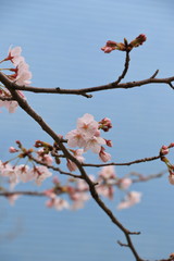 cherry blossom