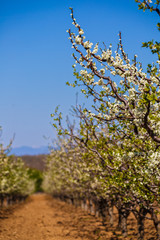 landscape with a beautiful orchard of plum trees in bloom, spring