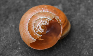 Kaputtes Schneckenhaus