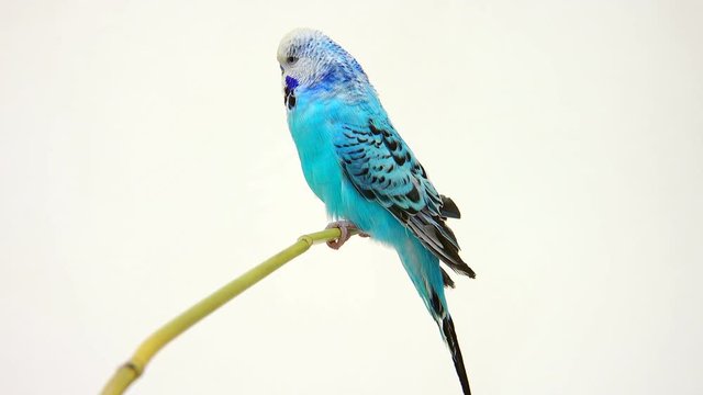 budgie isolated on white screen