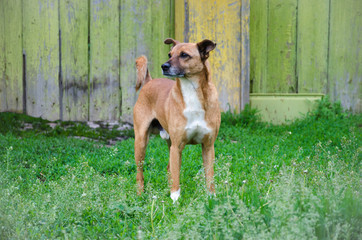 The dog stands in the clearing against the background of the fence and looks carefully away.