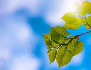 frische Blätter, Triebe im Frühling