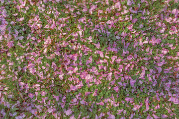 Obraz premium Rasenfläche mit Blüten
