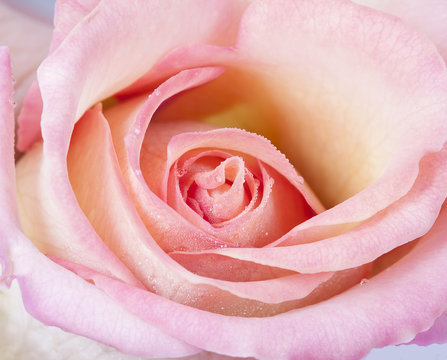 Macro picture of a pink rose.
